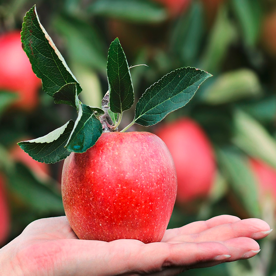 Apfel qu