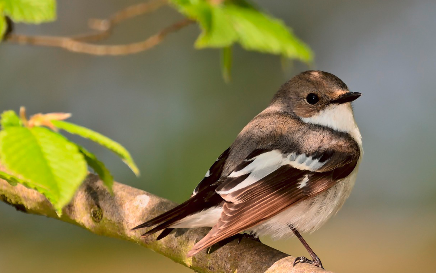 Vogelbild